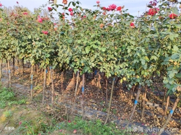 苗木生长不良的七大原因分析