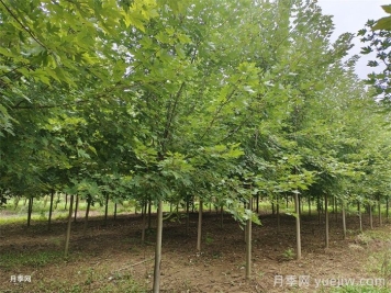 潢川花木畅销全国，年产值38亿元 