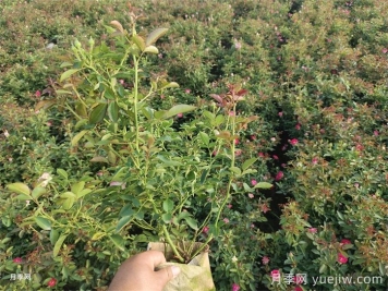 地被月季种植密度是多少？