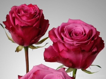 蓝莓月季，复古紫色超级炫酷