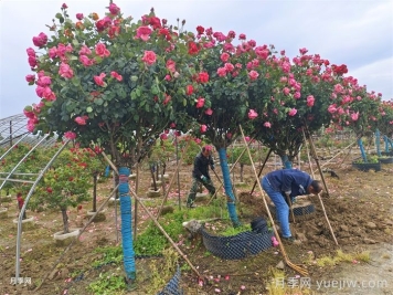 十月月季种植养护注意事项