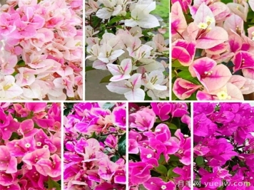 三角梅哪些品种枝头开花？哪些品种满枝开花？