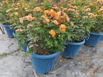 月季花怎么样修剪？月季花如何修剪最好？