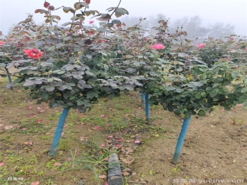 南阳连续阴雨一个月，对月季有什么影响？