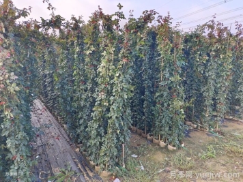 藤本月季苗的养殖注意事项