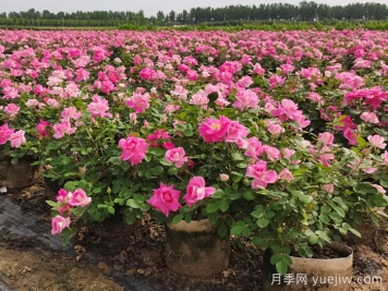 月季花的栽培技术和繁殖方法