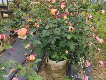 十月园林行业养护管理措施汇总