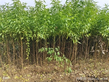 冬季果树苗怎样移栽成活率更高？