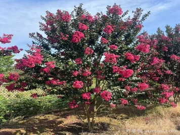 紫薇养护全攻略，开花多又美