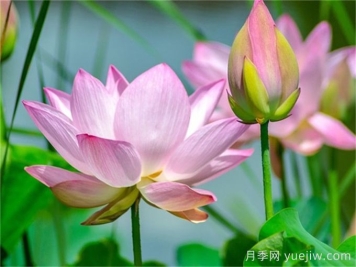 莲花与荷花有何区别？