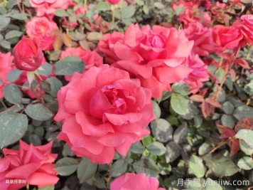 大英县适合种月季吗？月季花盛开在绿化道路