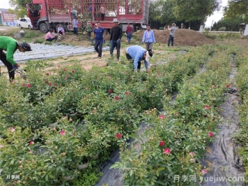 苗木留缝苗是什么意思？和间苗一样吗？