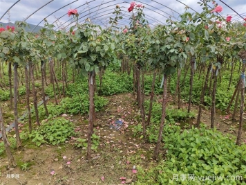 雨过天晴杂草疯长？园林人必备根治指南