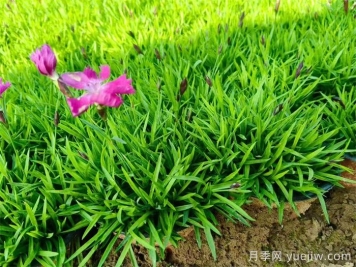 欧石竹地栽能活几年?