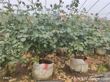 盆栽月季怎么过冬？月季越冬办法