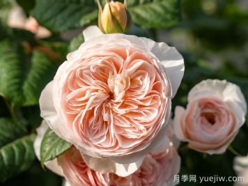 藤本月季品种那么多！看看哪一款最适合你！