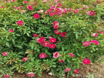 资深花友分享月季栽培8大经验