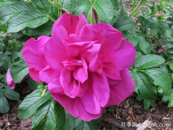 埃尔基劳蒂奥月季