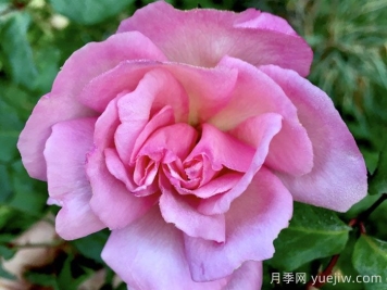 艾米丽查伦夫人月季/埃米莉查林夫人