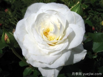 埃莱娜卡雷尔恩科斯月季