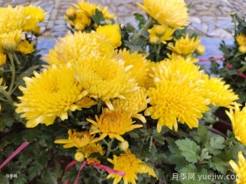 秋天14株疗愈系植物，让院子浪漫又温柔