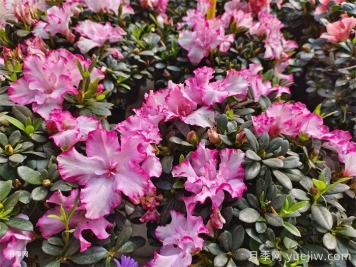 杜鹃花的鉴赏与养护管理