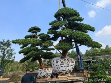 浏阳柏加镇的优势苗木有哪些？