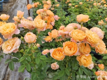 果汁阳台月季一年开几次花？如何促进开花？