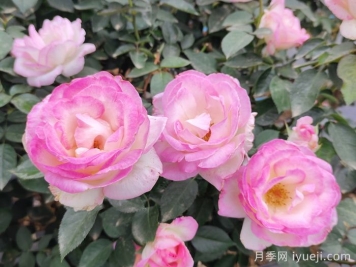 月季花的4个施肥方法