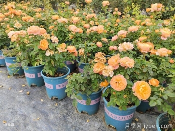 欧月月季/欧洲月季