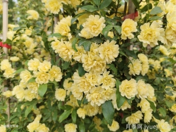 木香，七里香，黄木香