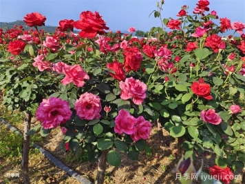 月季花一年四季都可以开花吗？怎么养护？