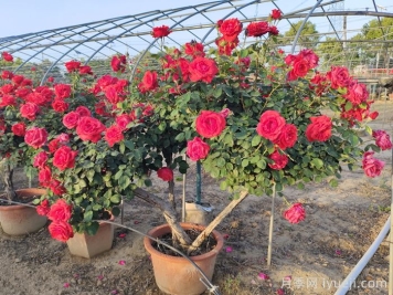 盆栽月季树的维护工作主要有哪些方面？