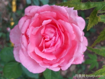 月季花养殖需要注意什么温度与湿度？