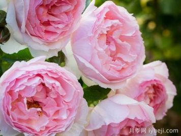 威基伍德月季图片，威基伍德养殖方法