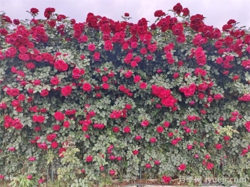 藤本月季的修剪和牵引该如何做？