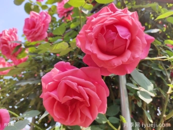 怎样养好大花月季？做好五个前期工作