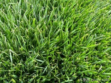 草坪病虫害防治注意事项