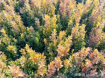 小叶黄杨秋冬季叶片变红原因分析与养护要点