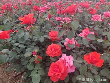 郑州冬季花境造景的植物搭配色彩配置与品种应用