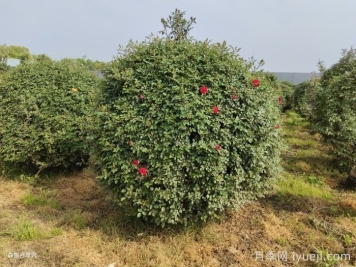 藤本月季秋季可以做牵引吗？