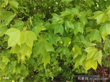 三角枫、五角枫、元宝枫、鸡爪槭…到底怎么辨别？