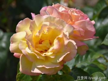 月季界顶级评选3年一评，19种殿堂级世界最受欢迎月季