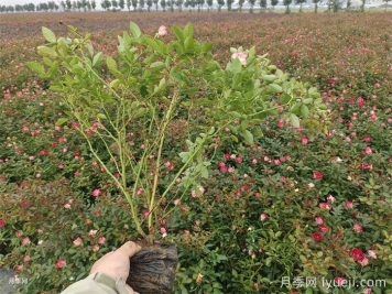 月季保护技巧和常识