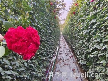 农业三农网址导航-十大农业网站