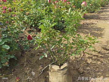 全国月季12月花事，12月份月季应该如何养护？