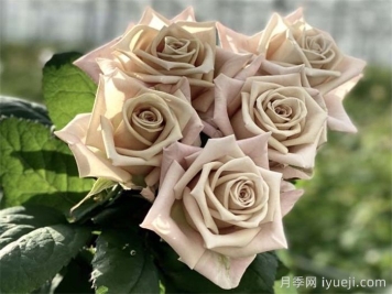 曼塔月季，神秘与优雅并存的玫瑰