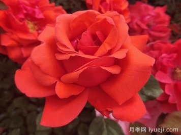 月季入门品种推荐：红色月季必养绯扇和红龙