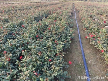 三大苗圃除草技巧分享