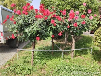 八月月季花卉养护，园丁的打理事宜